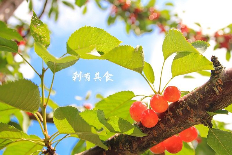 山本觀光果樹園 | 北海道余市 143年歷史，季節限定水果現採現吃到飽，還有海鮮BBQ