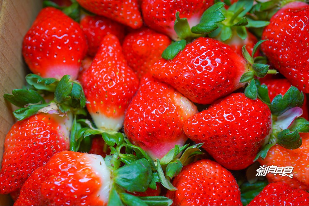 珍香草莓園 | 苗栗大湖美食 大湖親子採草莓首選！豐香草莓品種 又甜又脆好好吃！