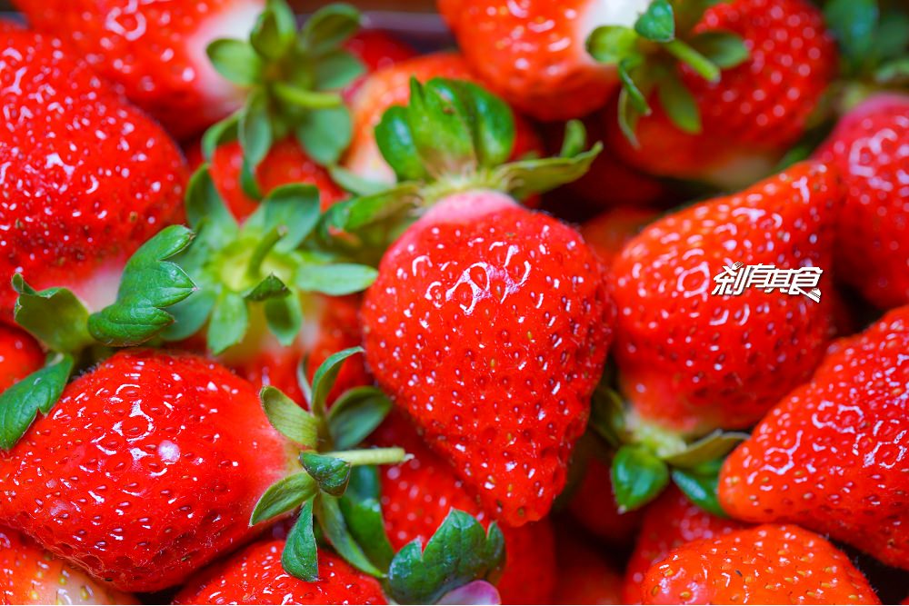 珍香草莓園 | 苗栗大湖美食 大湖親子採草莓首選！豐香草莓品種 又甜又脆好好吃！