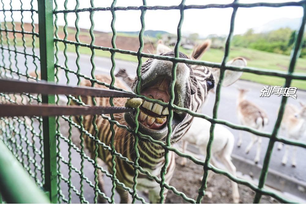 九州自然野生動物園 | 九州親子景點 坐叢林巴士餵食獅子好好玩！(叢林巴士線上預約方法/影片)