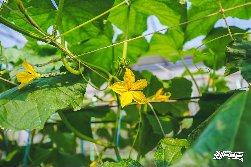 優恩蜜溫室蔬果觀光果園 | 石岡親子景點 彩色蕃茄 水果玉米 台中親子採果體驗