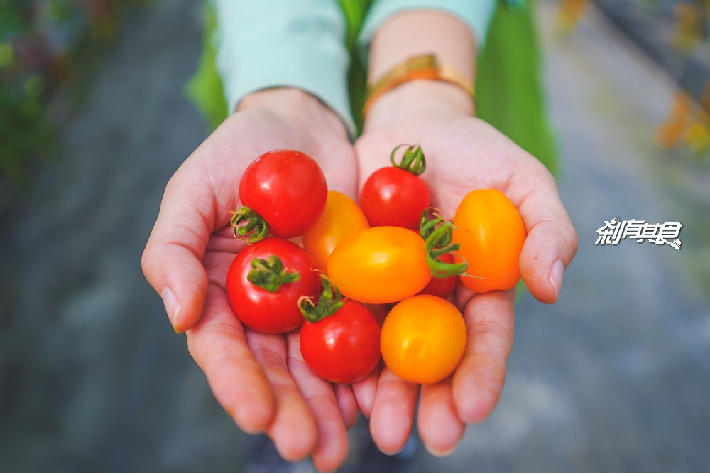 優恩蜜溫室蔬果觀光果園 | 石岡親子景點 彩色蕃茄 水果玉米 台中親子採果體驗