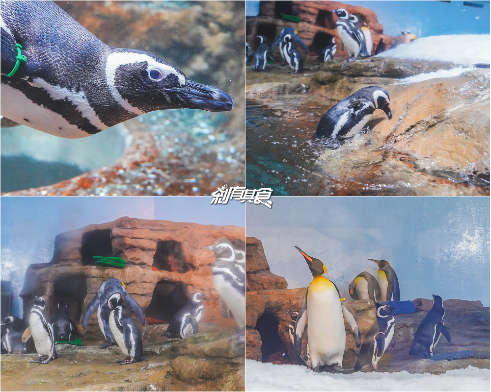 Xpark水族館 | 桃園景點 8/7開幕，購票、亮點搶先看 海豹魟魚水豚還有「Xcafe」企鵝陪你吃飯 (影片)