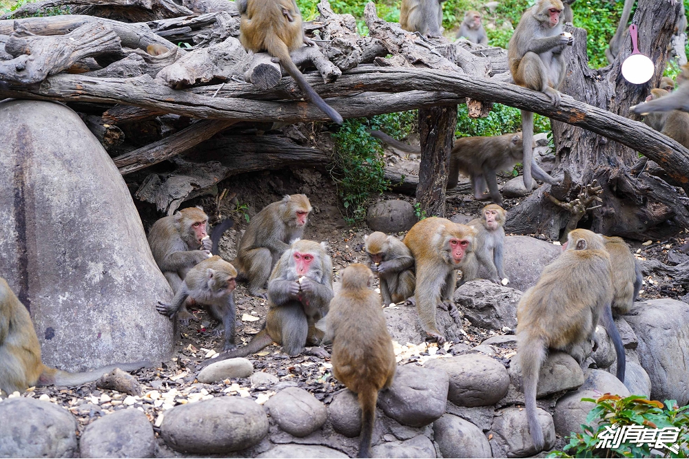 郭叔叔獼猴生態區 | 台中親子景點 可近距離欣賞的野生猴子天堂 看猴子好療癒 (賞猴攻略/影片)