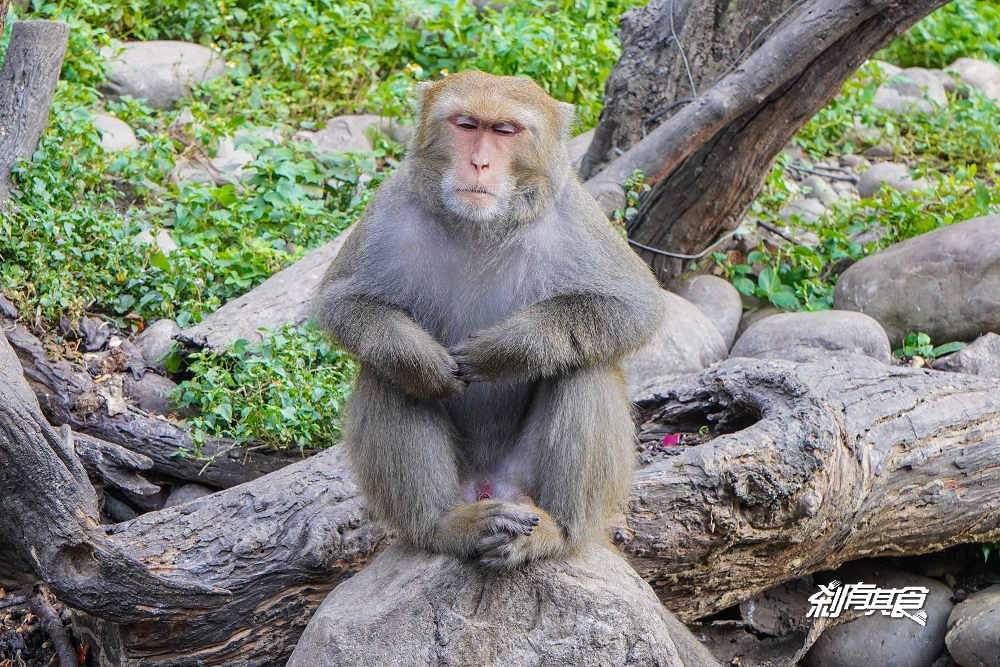 郭叔叔獼猴生態區 | 台中親子景點 可近距離欣賞的野生猴子天堂 看猴子好療癒 (賞猴攻略/影片)