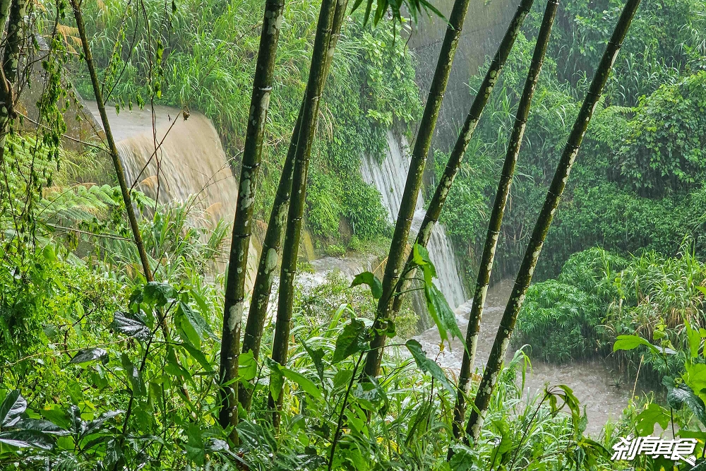 鳳凰谷鳥園生態園區 | 南投親子景點 「森林溜滑梯、吊橋瀑布」還有隱藏版活動「餵小鸚鵡」