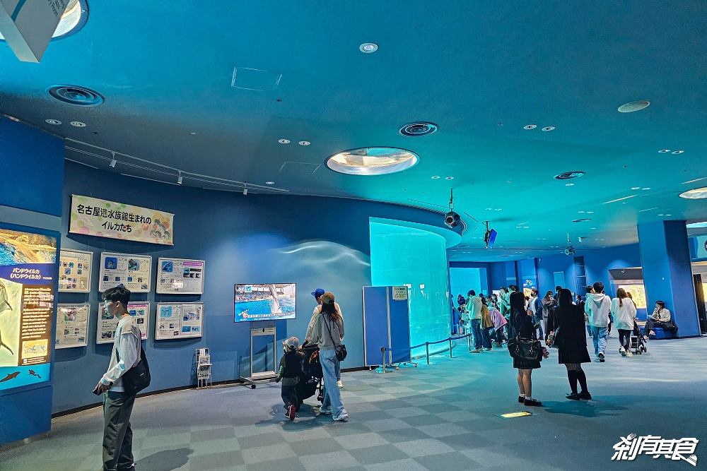 名古屋港水族館 | 名古屋親子景點 海豚表演超精彩「白鯨、虎鯨」還有企鵝、海龜萌到拍不停