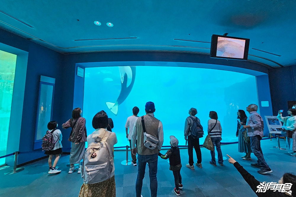 名古屋港水族館 | 名古屋親子景點 海豚表演超精彩「白鯨、虎鯨」還有企鵝、海龜萌到拍不停