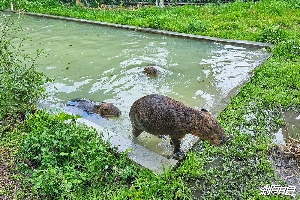 享日啡啡 | 埔里美食 最新水豚咖啡廳 可愛水豚、柯爾鴨陪你吃下午茶