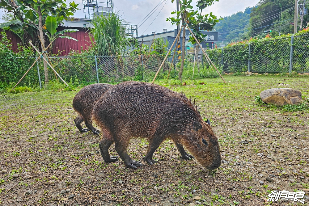 享日啡啡 | 埔里美食 最新水豚咖啡廳 可愛水豚、柯爾鴨陪你吃下午茶