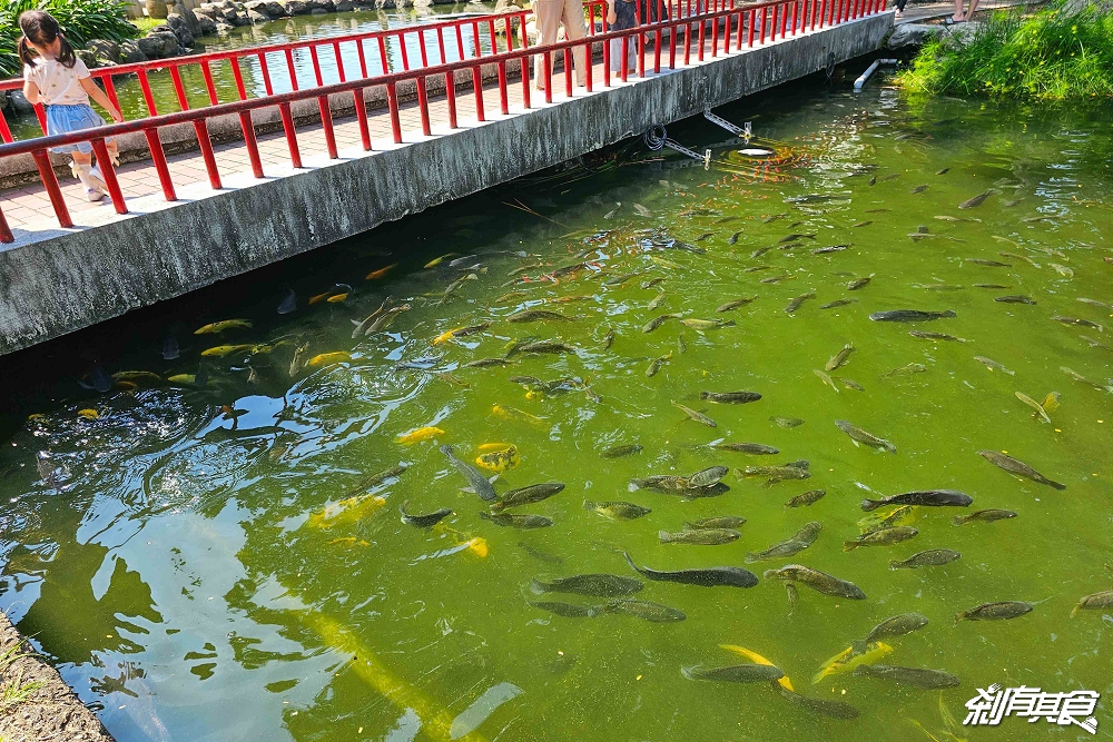 台中北屯兒童公園 | 台中特色公園 林間探索遊戲場超好玩 還有松鼠、鴿子 假日放電好去處