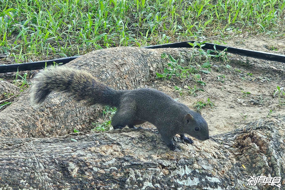 台中北屯兒童公園 | 台中特色公園 林間探索遊戲場超好玩 還有松鼠、鴿子 假日放電好去處