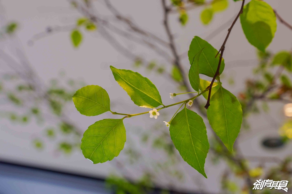 CAFEIN台中機捷門市，台中北屯美食，都市叢林中的咖啡秘境 300年銀葉橄欖樹必拍 烤糖世界冠軍拿鐵、蜷尾家地瓜吐司