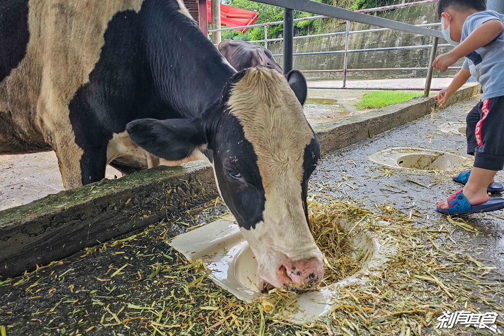 日月山景休閒農場,彰化親子景點,近距離餵食乳牛、山羊還有鮮奶霜淇淋,免費入園好停車 日月山景休閒農場,彰化親子景點,近距離餵食乳牛、山羊還有鮮奶霜淇淋,免費入園好停車