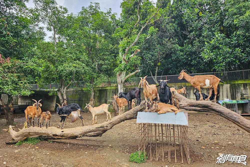 日月山景休閒農場,彰化親子景點,近距離餵食乳牛、山羊還有鮮奶霜淇淋,免費入園好停車 日月山景休閒農場,彰化親子景點,近距離餵食乳牛、山羊還有鮮奶霜淇淋,免費入園好停車