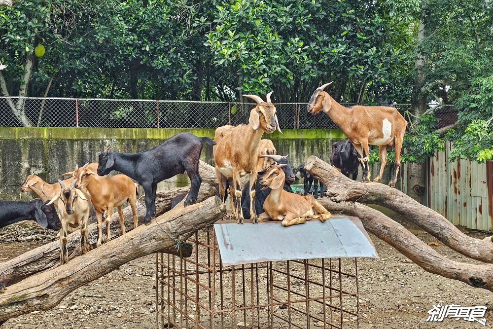 日月山景休閒農場,彰化親子景點,近距離餵食乳牛、山羊還有鮮奶霜淇淋,免費入園好停車 日月山景休閒農場,彰化親子景點,近距離餵食乳牛、山羊還有鮮奶霜淇淋,免費入園好停車