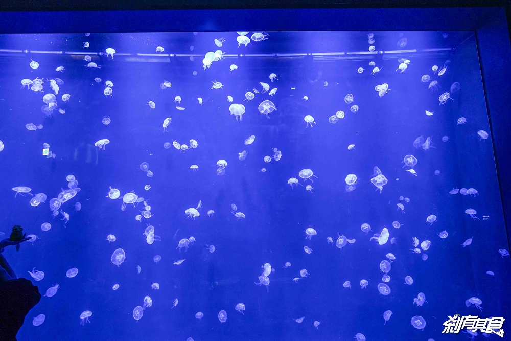 台中海洋館,中部首座水族館 開幕實逛心得、票價、必看景點、交通、附近景點懶人包 台中海洋館,中部首座水族館 開幕實逛心得、票價、必看景點、交通、附近景點懶人包