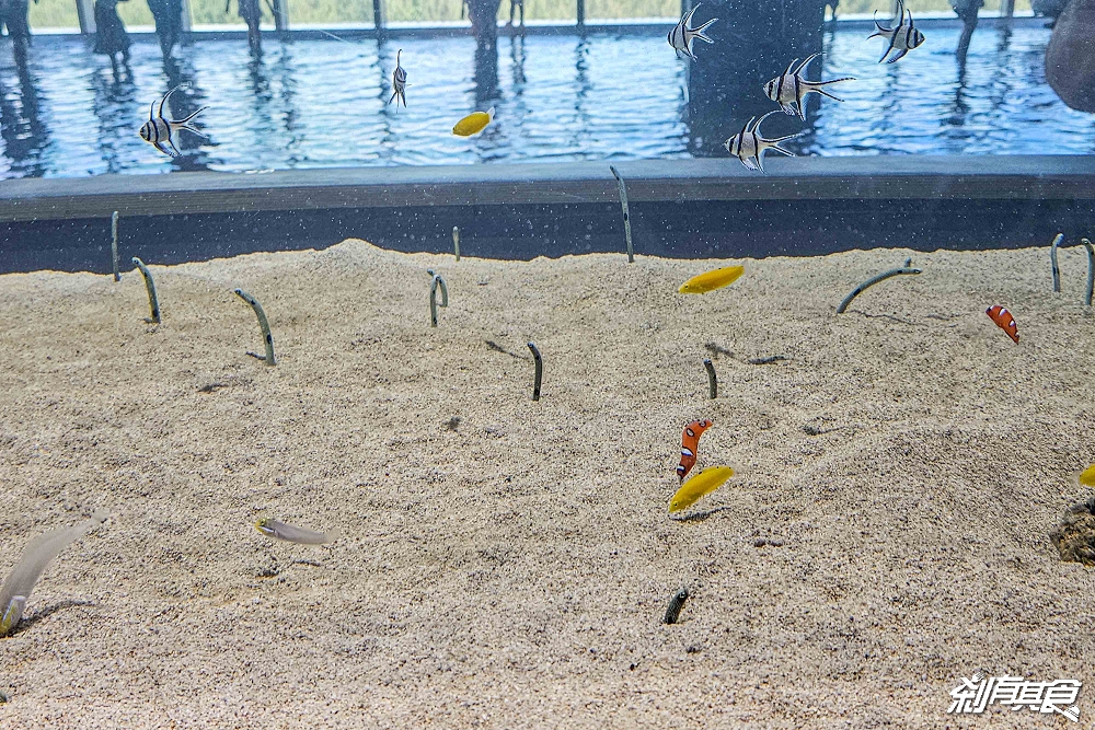 台中海洋館,中部首座水族館 開幕實逛心得、票價、必看景點、交通、附近景點懶人包 台中海洋館,中部首座水族館 開幕實逛心得、票價、必看景點、交通、附近景點懶人包