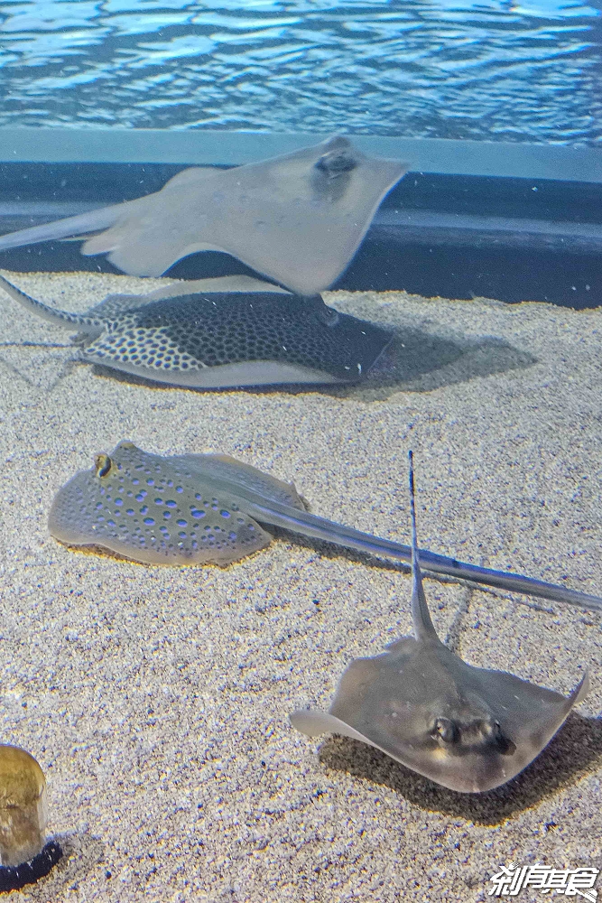 台中海洋館,中部首座水族館 開幕實逛心得、票價、必看景點、交通、附近景點懶人包 台中海洋館,中部首座水族館 開幕實逛心得、票價、必看景點、交通、附近景點懶人包