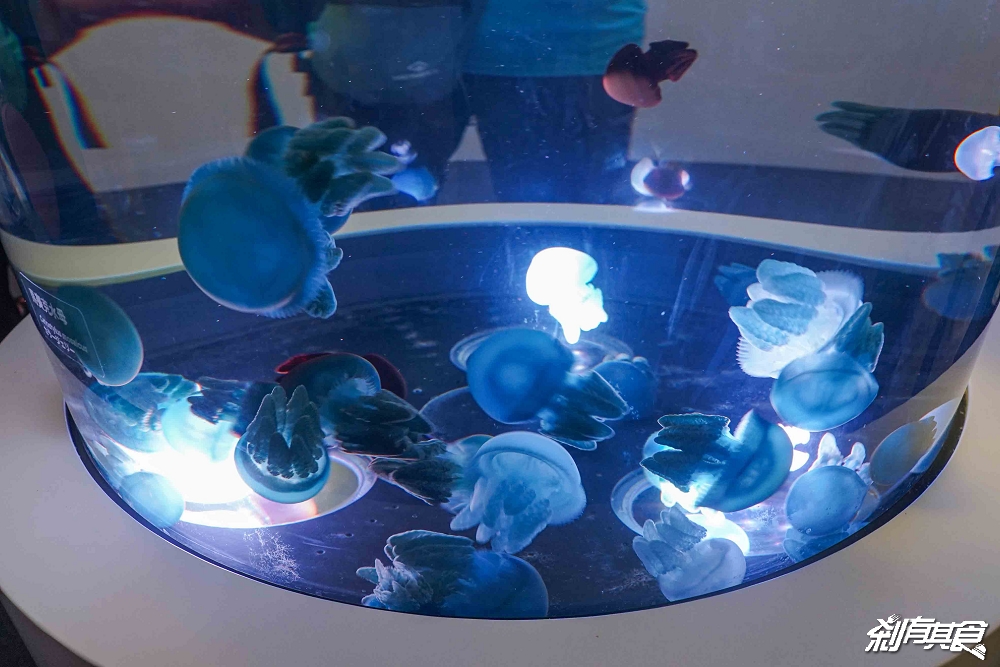 台中海洋館,中部首座水族館 開幕實逛心得、票價、必看景點、交通、附近景點懶人包 台中海洋館,中部首座水族館 開幕實逛心得、票價、必看景點、交通、附近景點懶人包