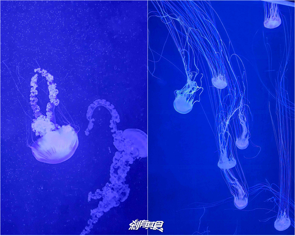 台中海洋館,中部首座水族館 開幕實逛心得、票價、必看景點、交通、附近景點懶人包 台中海洋館,中部首座水族館 開幕實逛心得、票價、必看景點、交通、附近景點懶人包