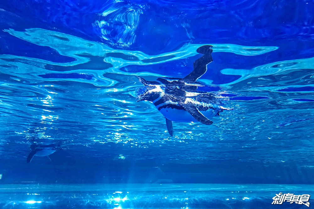 台中海洋館,中部首座水族館 開幕實逛心得、票價、必看景點、交通、附近景點懶人包 台中海洋館,中部首座水族館 開幕實逛心得、票價、必看景點、交通、附近景點懶人包
