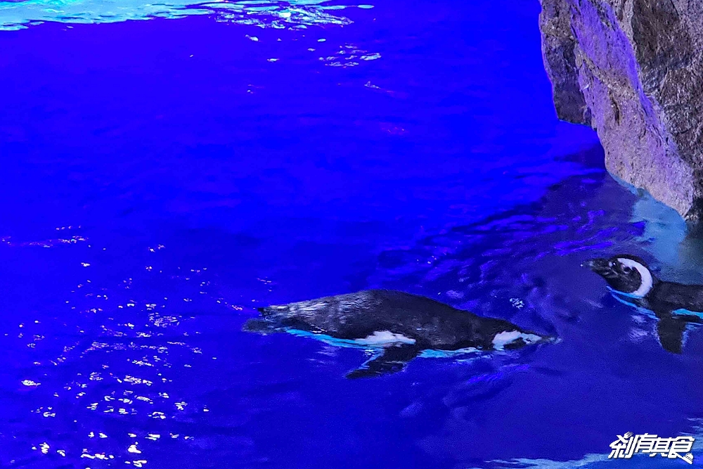 台中海洋館,中部首座水族館 開幕實逛心得、票價、必看景點、交通、附近景點懶人包 台中海洋館,中部首座水族館 開幕實逛心得、票價、必看景點、交通、附近景點懶人包