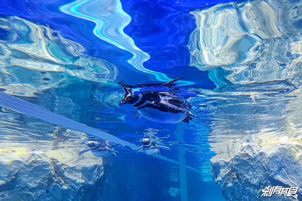 台中海洋館,中部首座水族館 開幕實逛心得、票價、必看景點、交通、附近景點懶人包 台中海洋館,中部首座水族館 開幕實逛心得、票價、必看景點、交通、附近景點懶人包