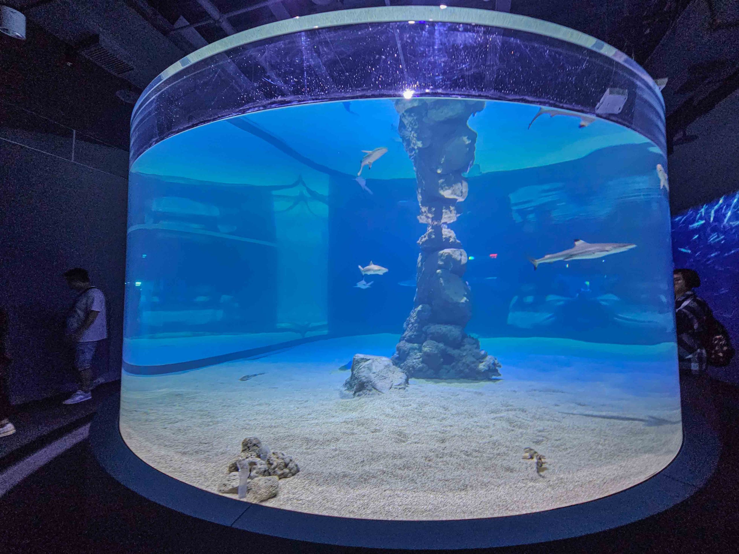 台中海洋館,中部首座水族館 開幕實逛心得、票價、必看景點、交通、附近景點懶人包 台中海洋館,中部首座水族館 開幕實逛心得、票價、必看景點、交通、附近景點懶人包