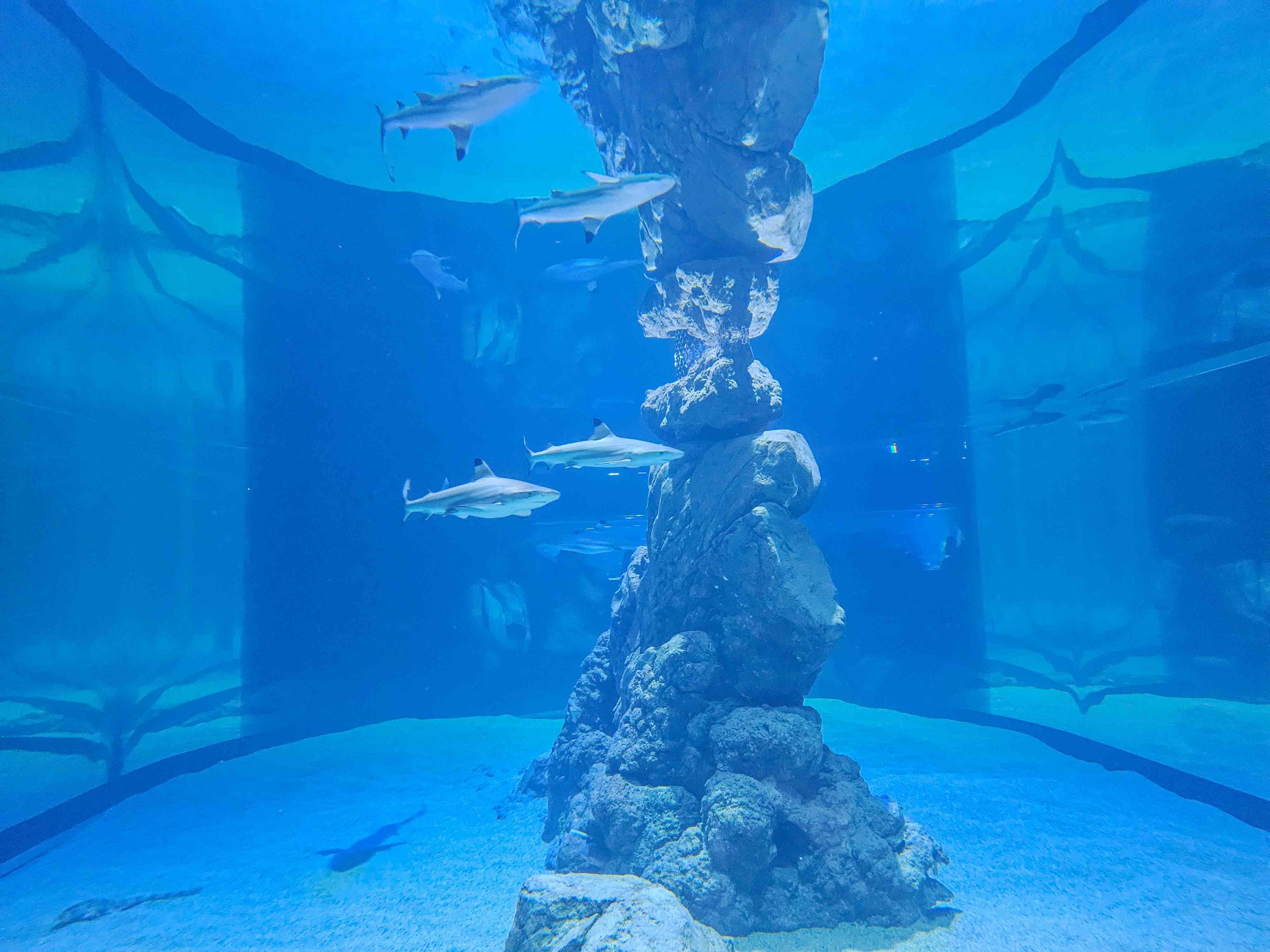 台中海洋館,中部首座水族館 開幕實逛心得、票價、必看景點、交通、附近景點懶人包 台中海洋館,中部首座水族館 開幕實逛心得、票價、必看景點、交通、附近景點懶人包