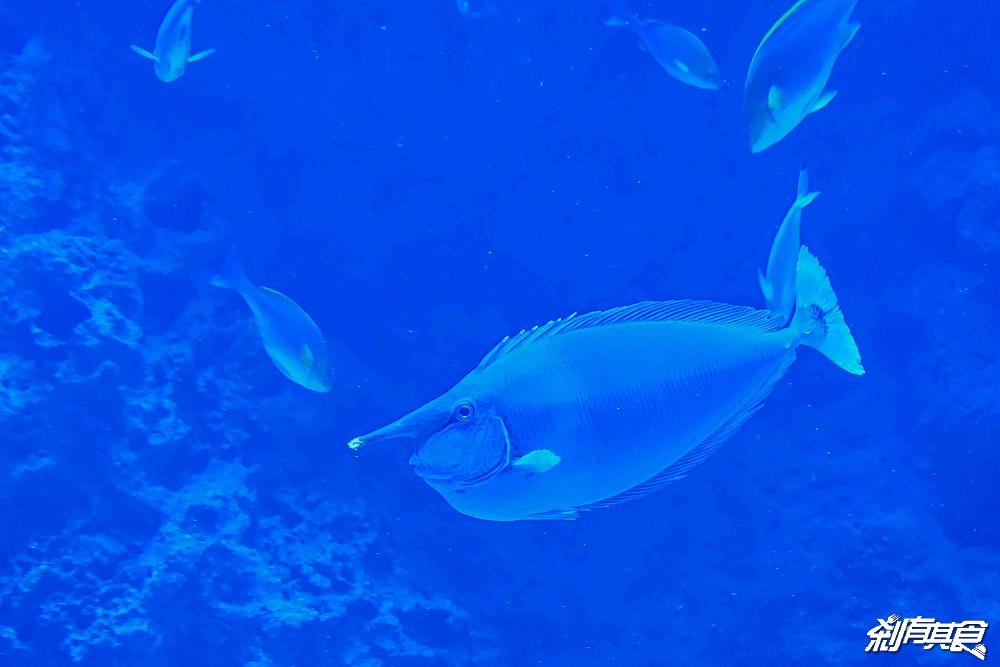台中海洋館,中部首座水族館 開幕實逛心得、票價、必看景點、交通、附近景點懶人包 台中海洋館,中部首座水族館 開幕實逛心得、票價、必看景點、交通、附近景點懶人包