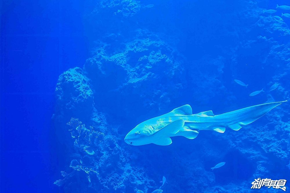 台中海洋館,中部首座水族館 開幕實逛心得、票價、必看景點、交通、附近景點懶人包 台中海洋館,中部首座水族館 開幕實逛心得、票價、必看景點、交通、附近景點懶人包