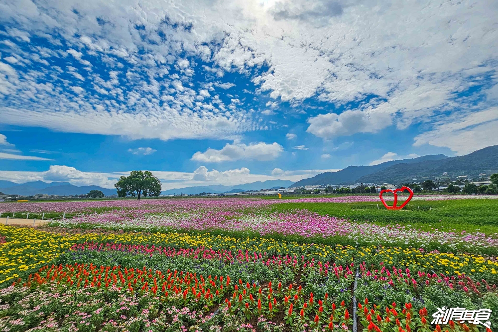 2025新社花海 台中花毯節《飛天小女警》主題超萌登場、交通管制、接駁車怎麼搭、表演節目表