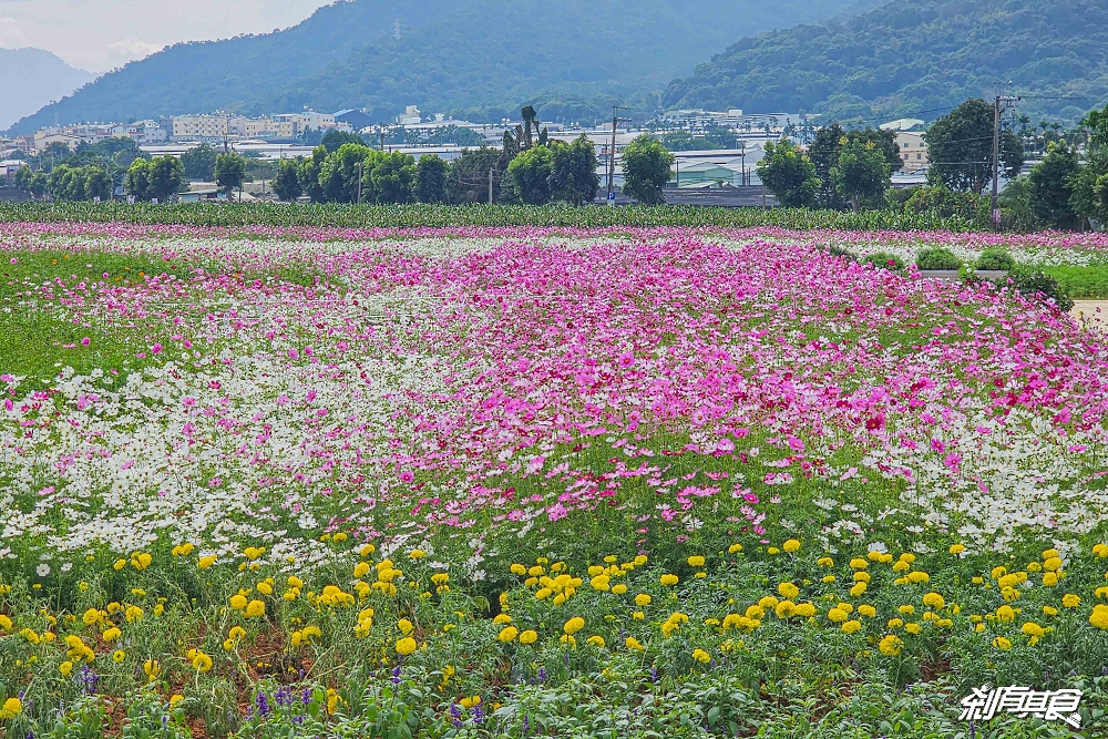 2025新社花海 台中花毯節《飛天小女警》主題超萌登場、交通管制、接駁車怎麼搭、表演節目表