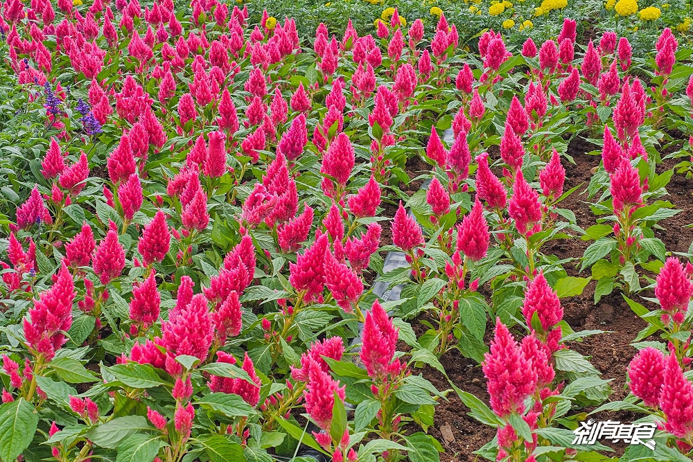 2025新社花海 台中花毯節《飛天小女警》主題超萌登場、交通管制、接駁車怎麼搭、表演節目表